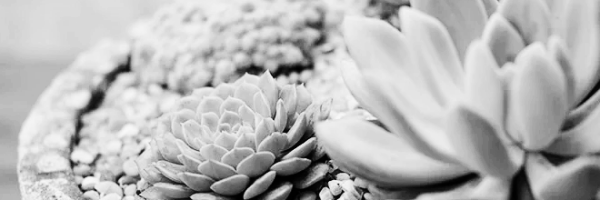 다육이 키우기, 다육이 키우는 법