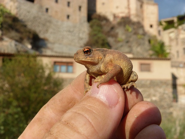 두꺼비 꿈해몽&amp;#44; 두꺼비꿈&amp;#44; 금두꺼비꿈해몽&amp;#44; 