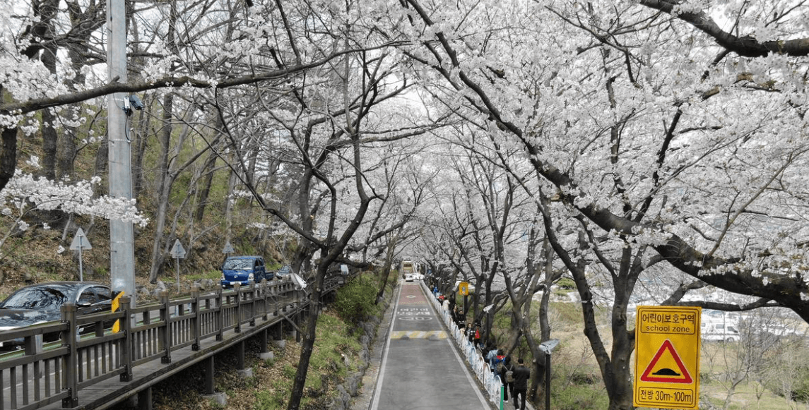 하동 화개장터 벚꽃축제 정보 2025 및 실시간 개화