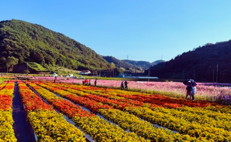 화순 고인돌 가을꽃축제
