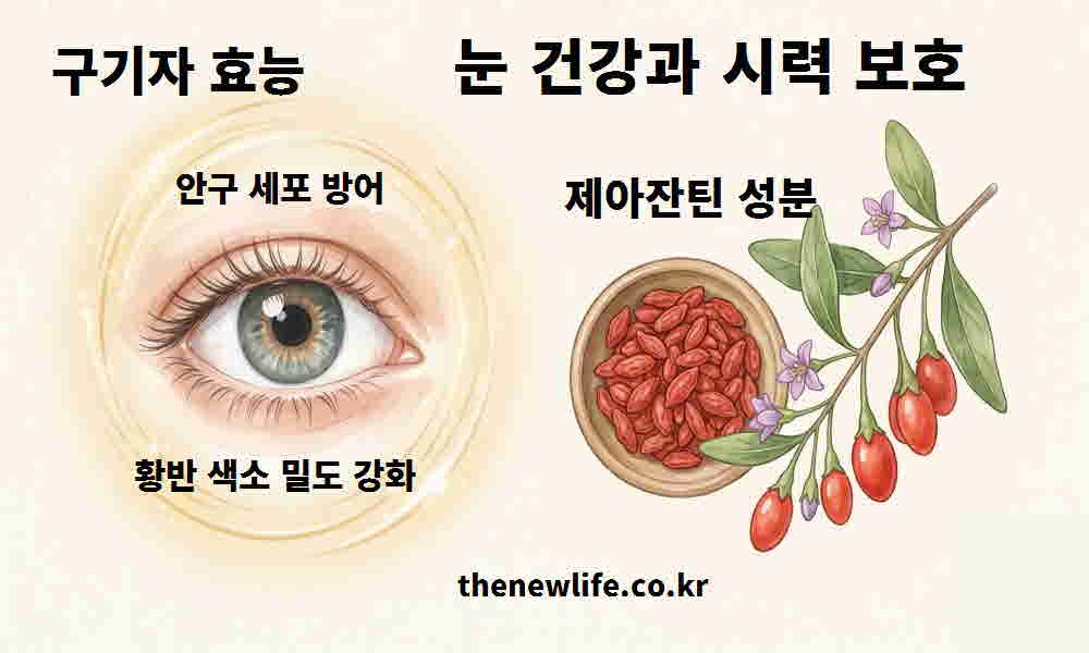 구기자 효능 눈 건강 시력 보호