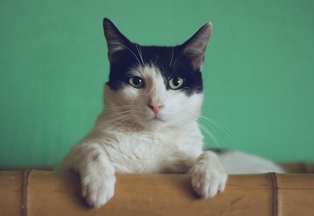 고양이