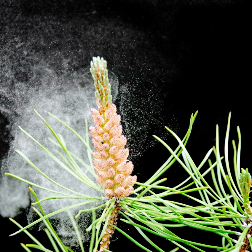 송화가루 알레르기_1