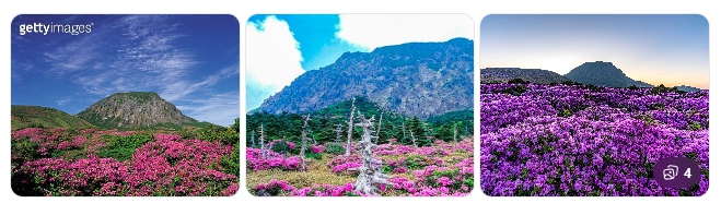 한라산 철쭉 &ndash; 5월 마지막 봄꽃