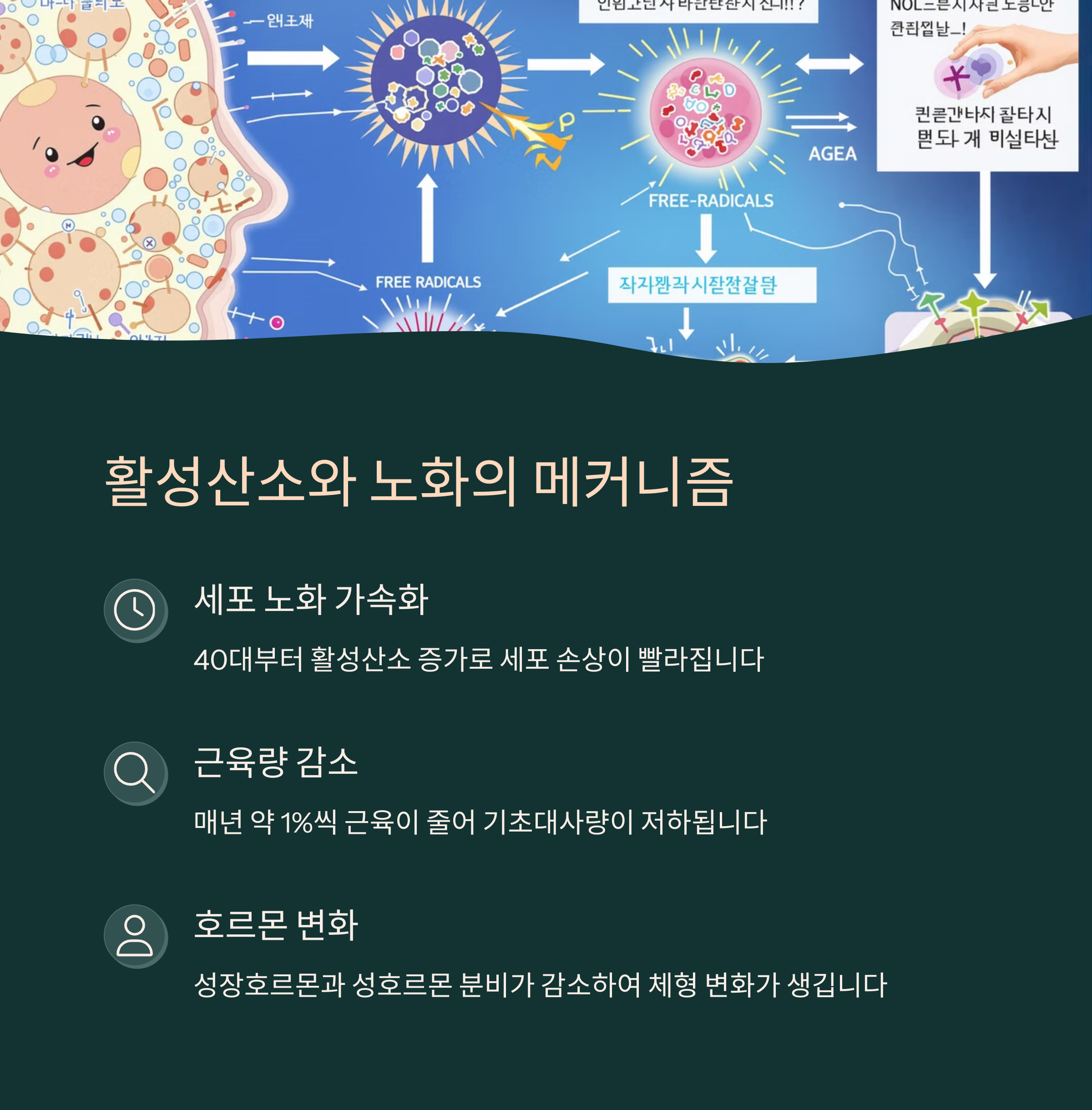 항산화 식단이 중요한 이유