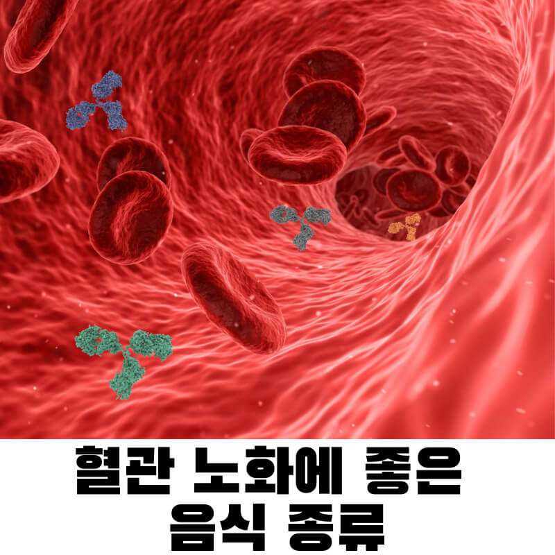 혈관 노화에 좋은 음식 종류