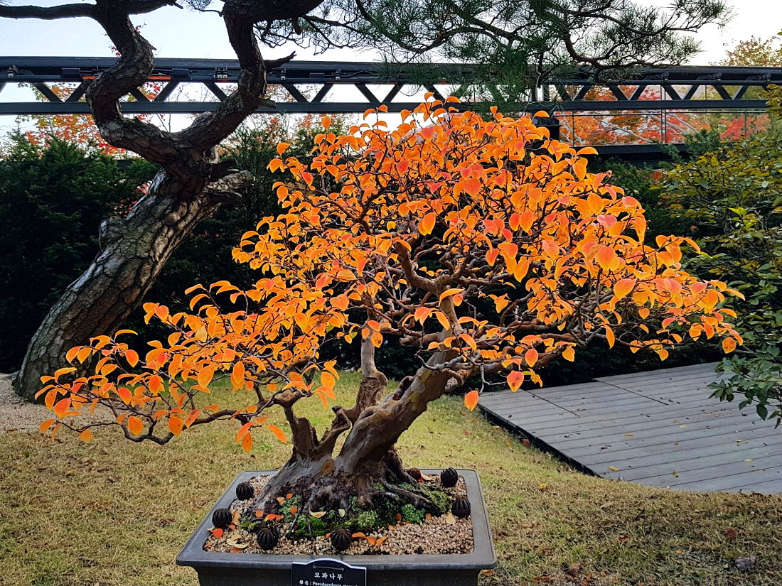 경기도 광주 곤지암 화담숲 단풍시즌, 가을 풍경 퍼레이드와 주변 맛집