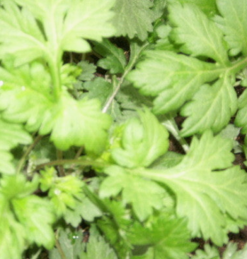 쑥 효능 부작용 칼로리 요리