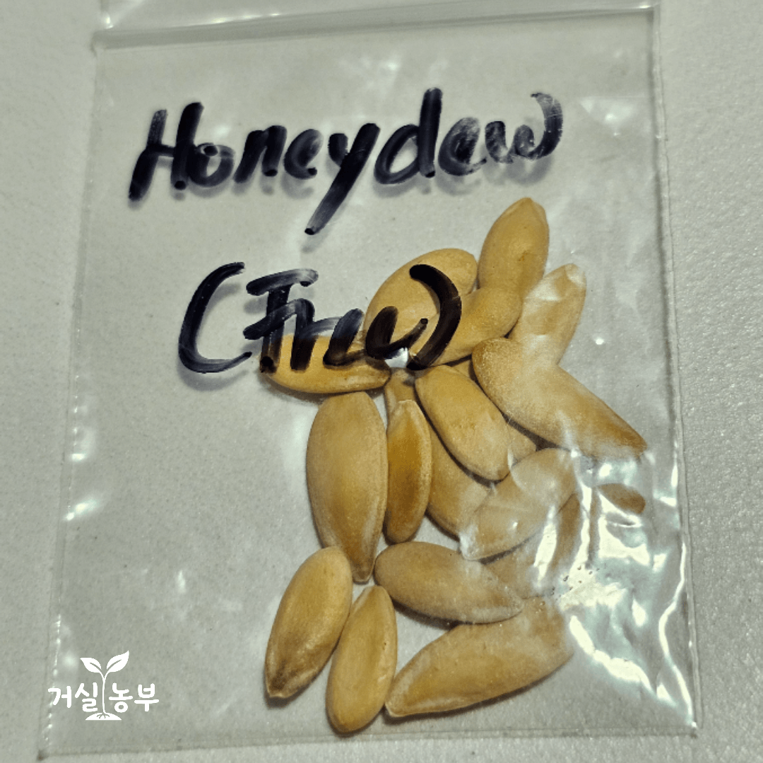 서비스로 받은 허니듀 씨앗