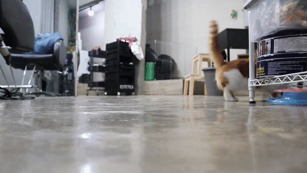 귀여운고양이짤