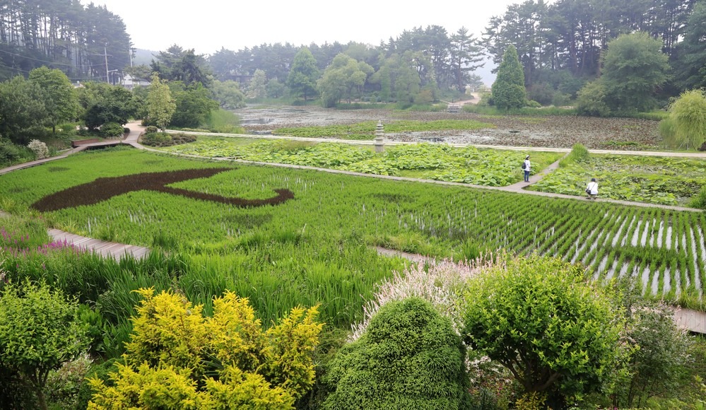 태안 천리포 수목원 수국
