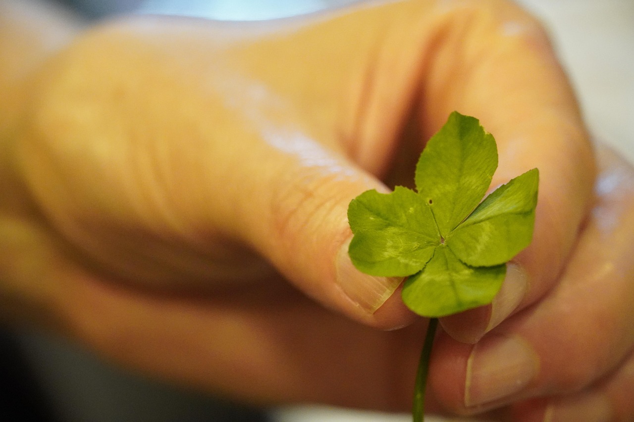 네잎클로버 사진