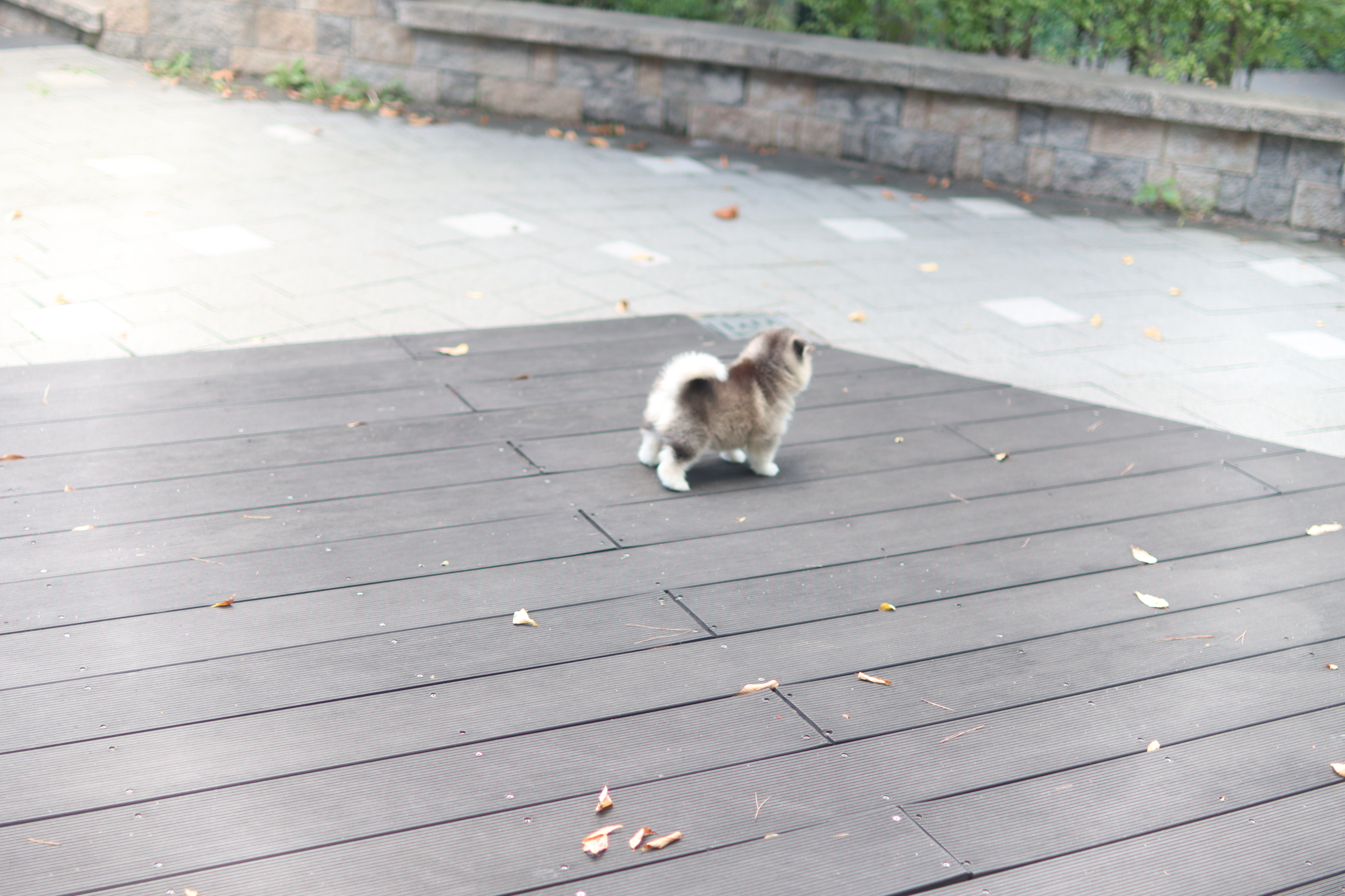 폼스키분양전문견사 에서분양받아야하는이유