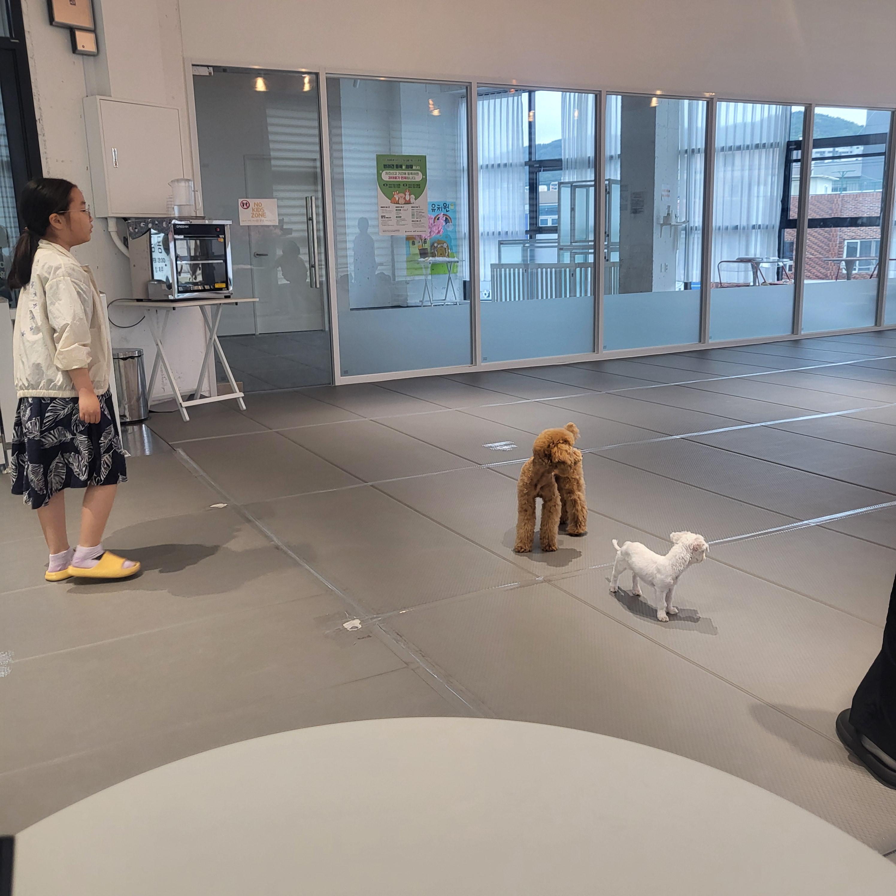 울산 애견 카페(딩동댕 애견카페)