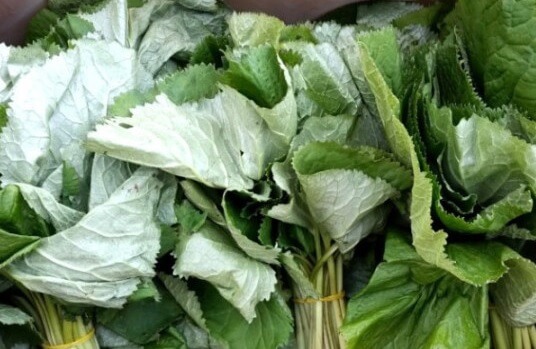 6시내고향 곰취 충북 괴산 산지 직송 구매방법 안내