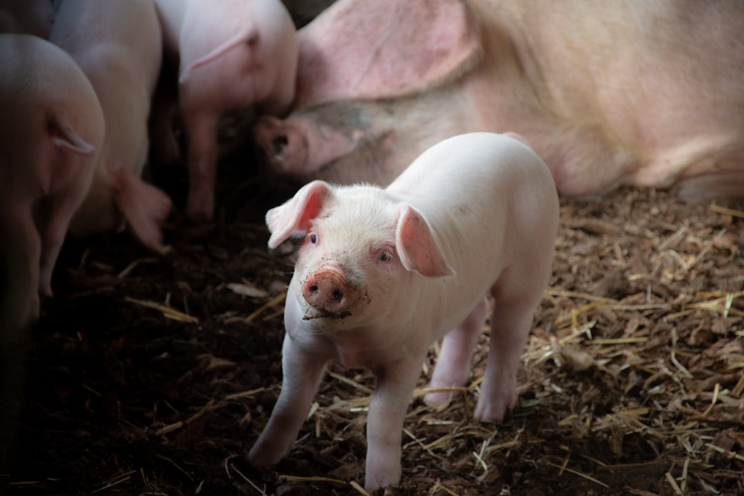 Pig