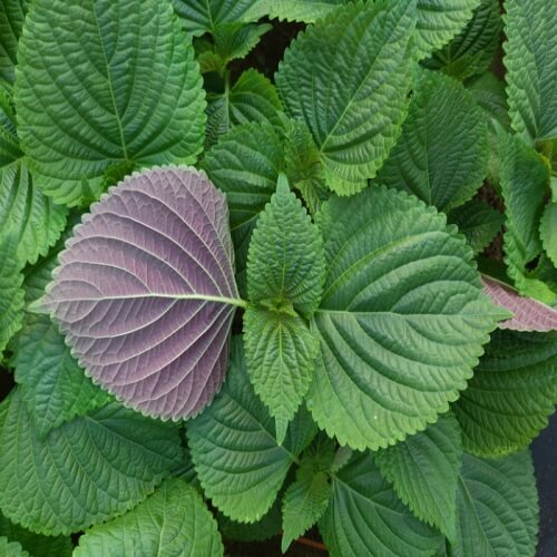 깻잎