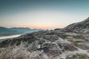 전남 광양 매화 축제