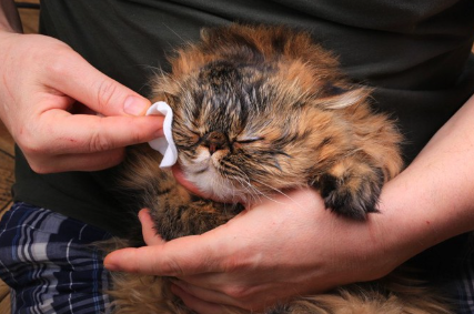 고양이 여드름.