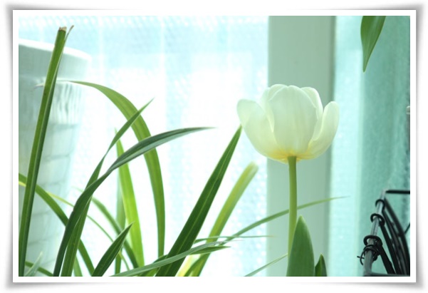 "튤립" 매력적인 봄의 대표적인 꽃, 튤립의 매력!