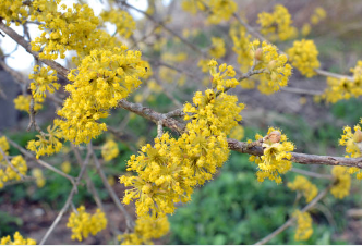 구례 산수유축제 일정