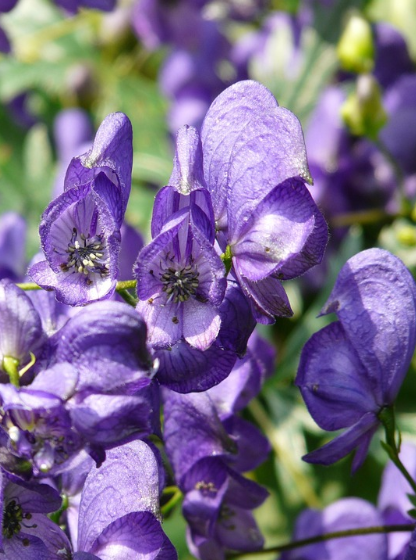 인류 최초의 독약 기원 관련 사진