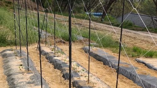 호랑이콩-덩굴-유인용-오이망-그물망-설치방법