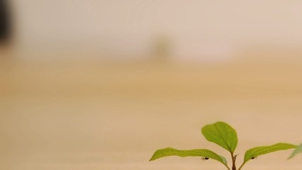 새싹이 크고있음