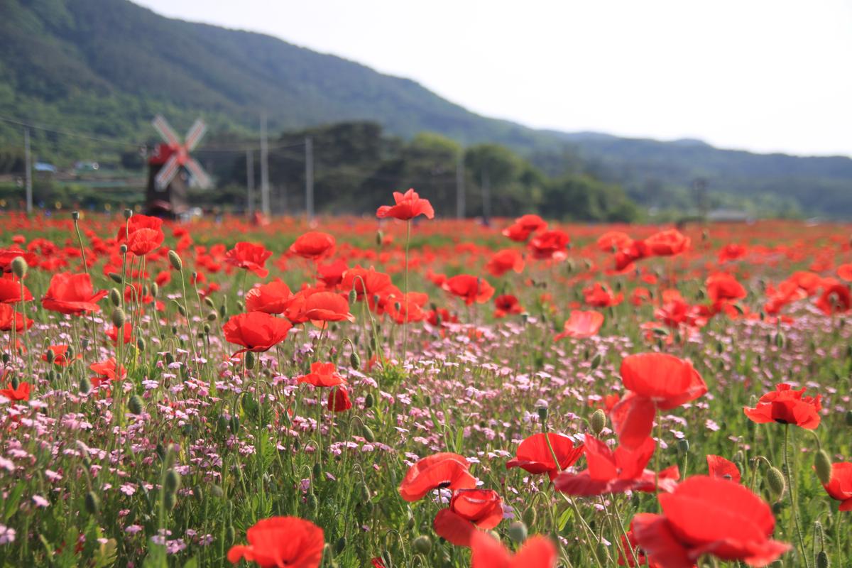 하동 북천 꽃양귀비 축제