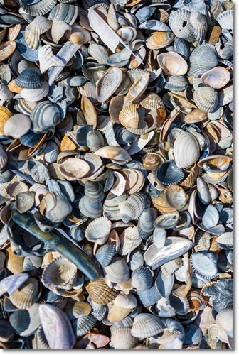 조개류 해감 빼는 법 미세플라틱 잘 제거