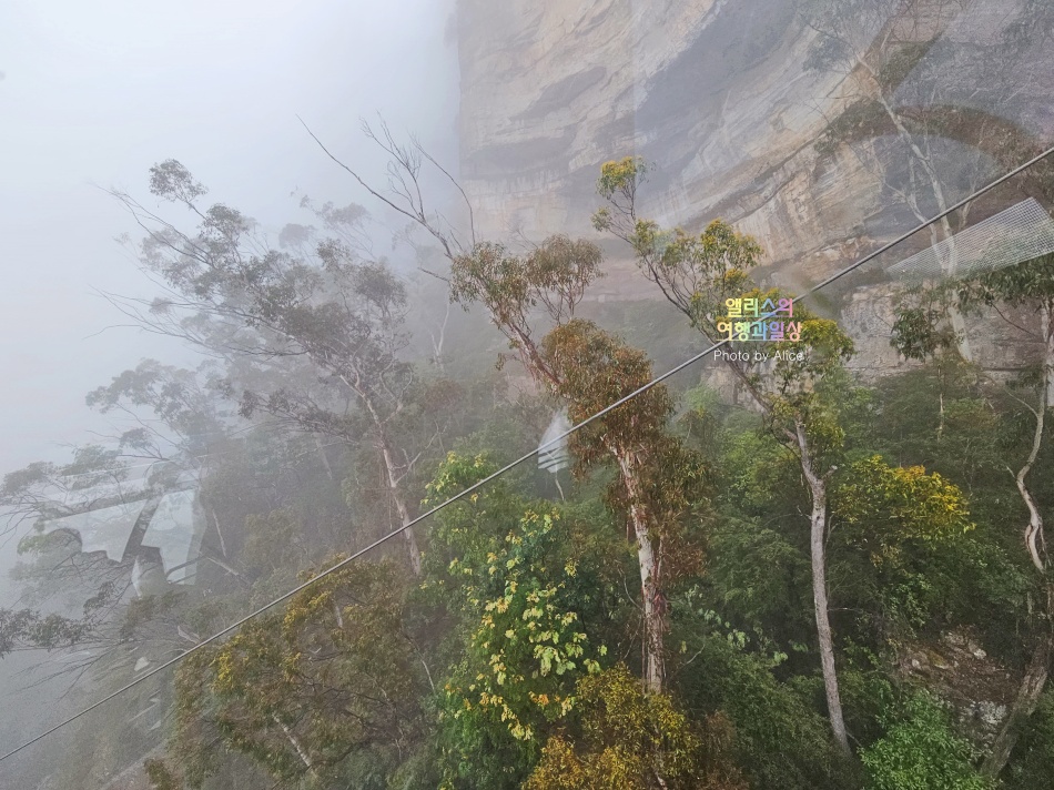 시드니 근교 블루마운틴 투어 가격 솔직 후기 + 시드니 동물원 일일투어