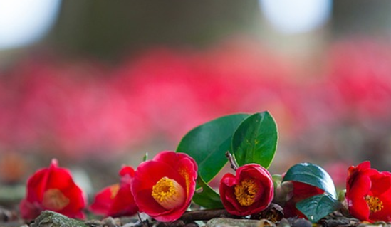 서천 동백꽃 주꾸미축제