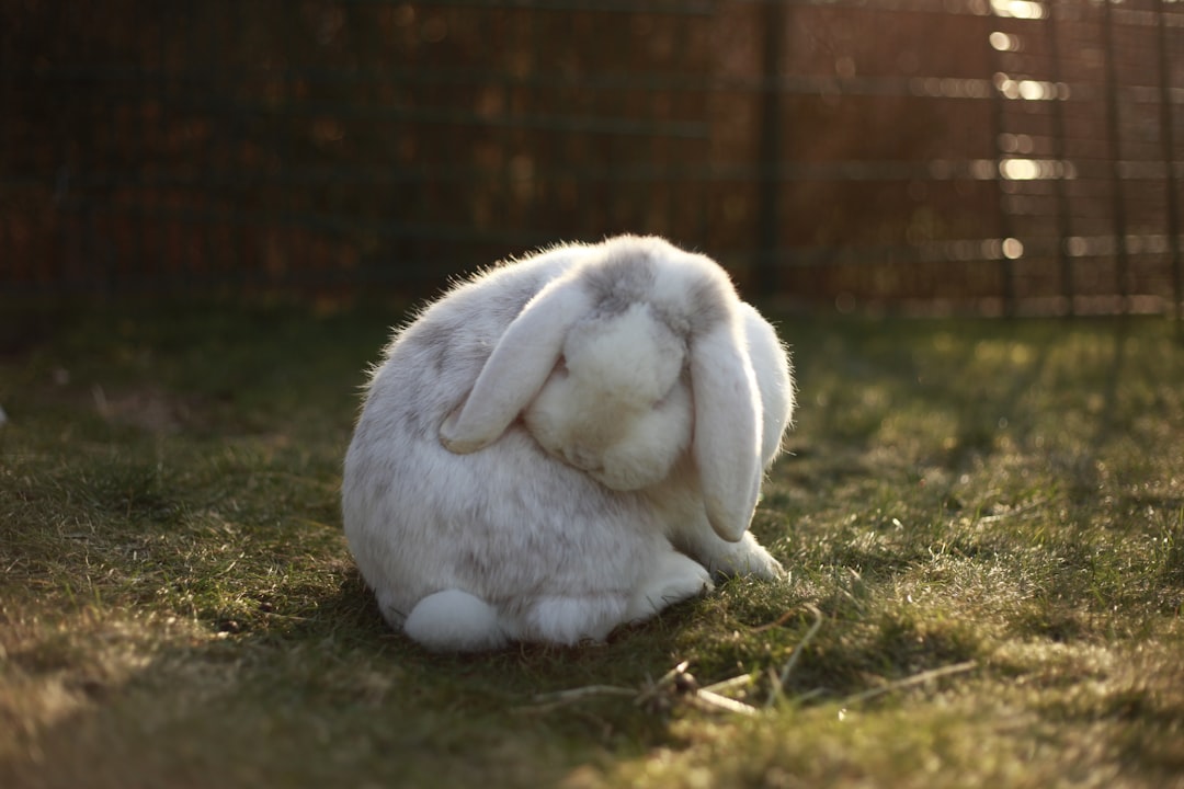 Rabbit