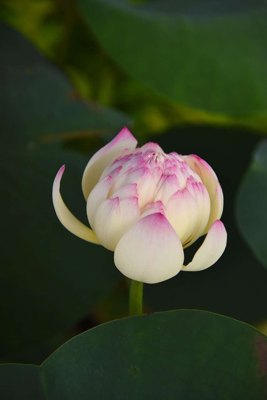 양평 두물머리 세미원 연꽃축제 연꽃문화제