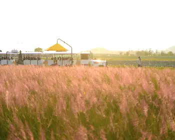 장성 황룡강 가을꽃축제_24