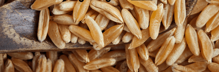 혈당_GI지수_낮은_ 쌀