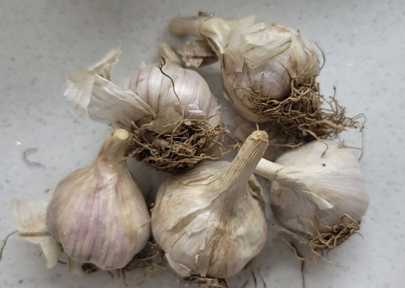마늘-사진