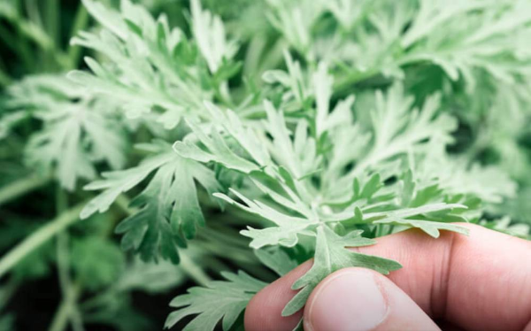 3월제철음식 쑥