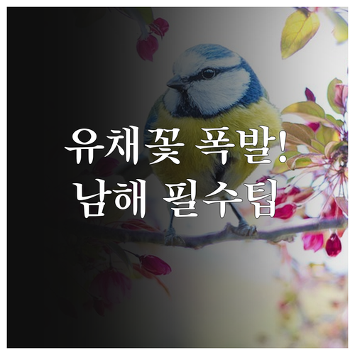 남해 3월 여행 정보 다랭이마을 유채..