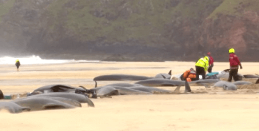 들쇠고래 집단 폐사 현장