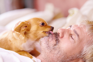 출처 구글 이미지 강아지 사진 개가 주인얼굴을 핥아주는사진