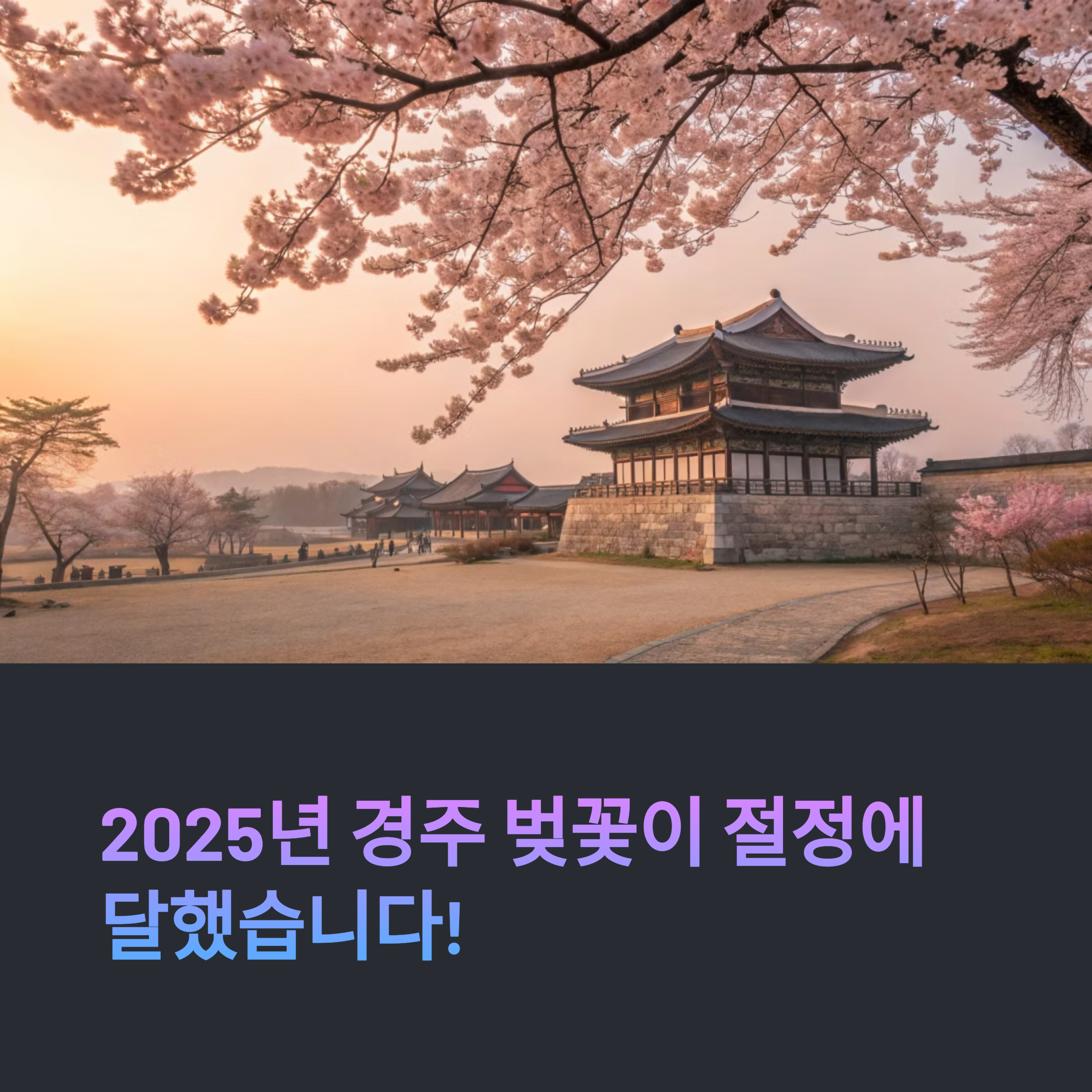 2025년 4월 첫 주, 경주 벚꽃