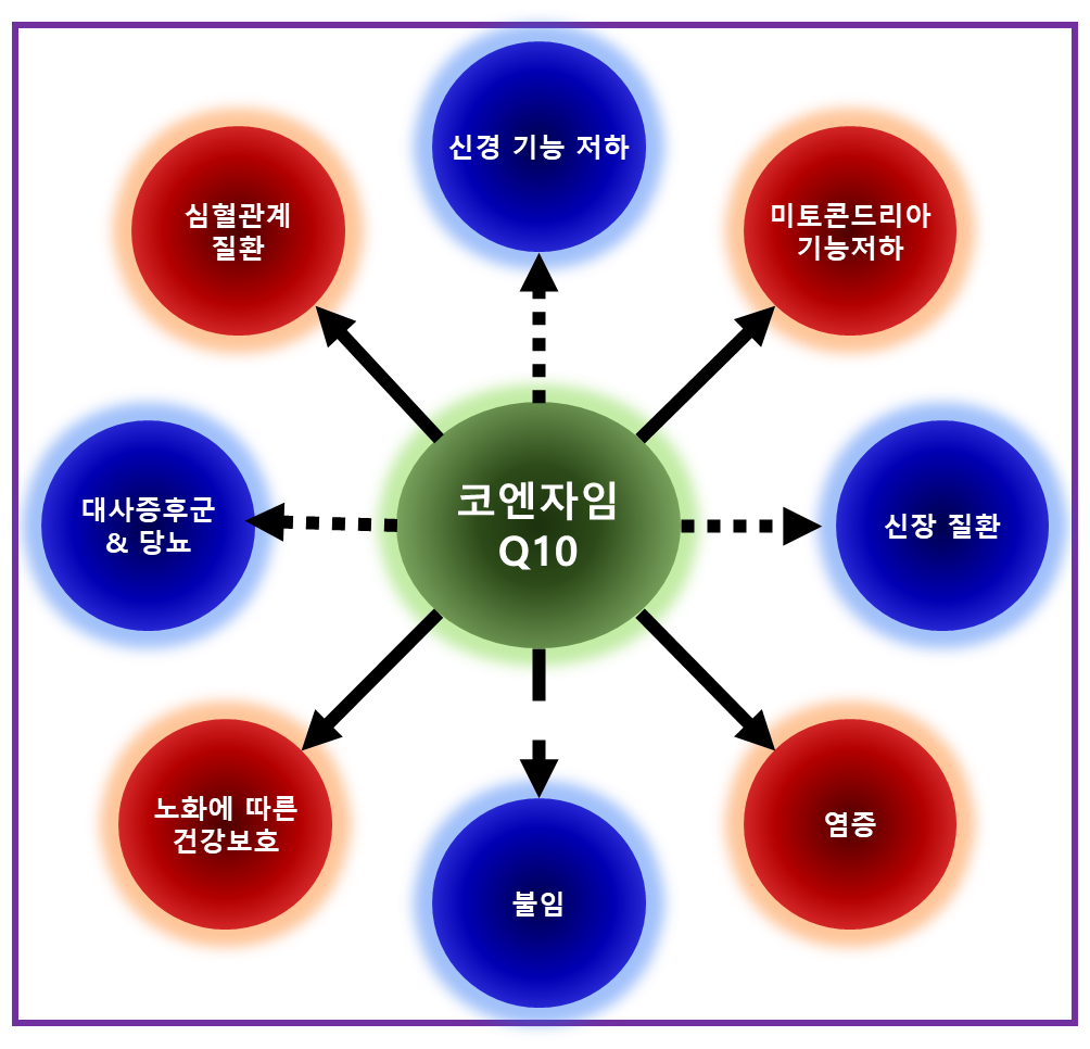 코엔자임Q10의 다양한 기능성