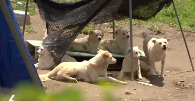 한글자 동물 이름과 두글자 동물 닉네임 정리본_7