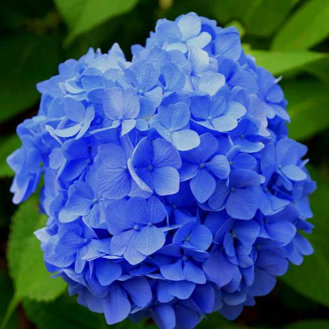 화담숲 여름 수국 축제