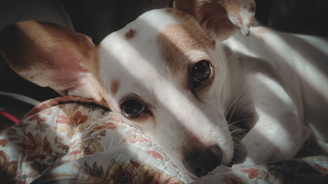 Dog.