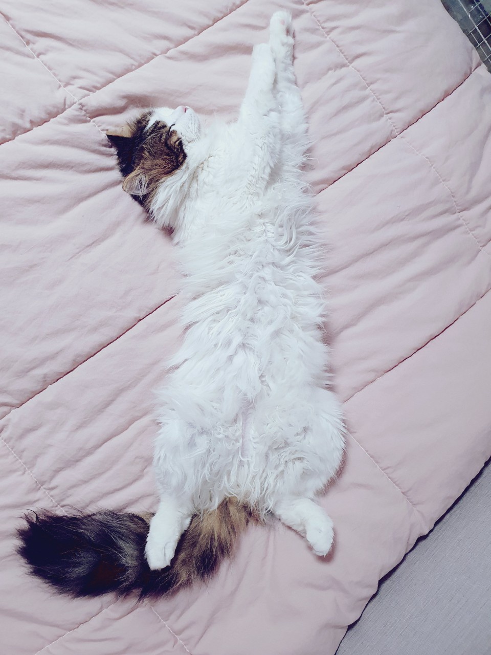 고양이자세