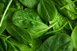 시금치