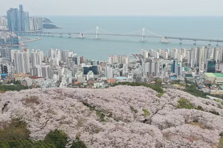 🌸벚꽃놀이 가볼만한 곳, 부산 봄 여행 계획 세우기!