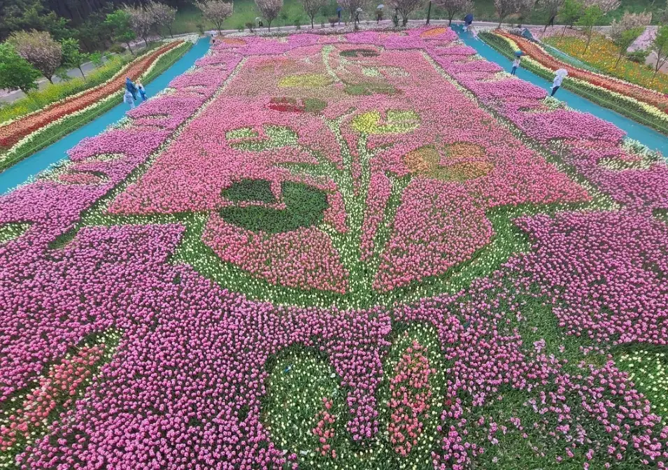 태안 튤립축제 일정, 개화시기